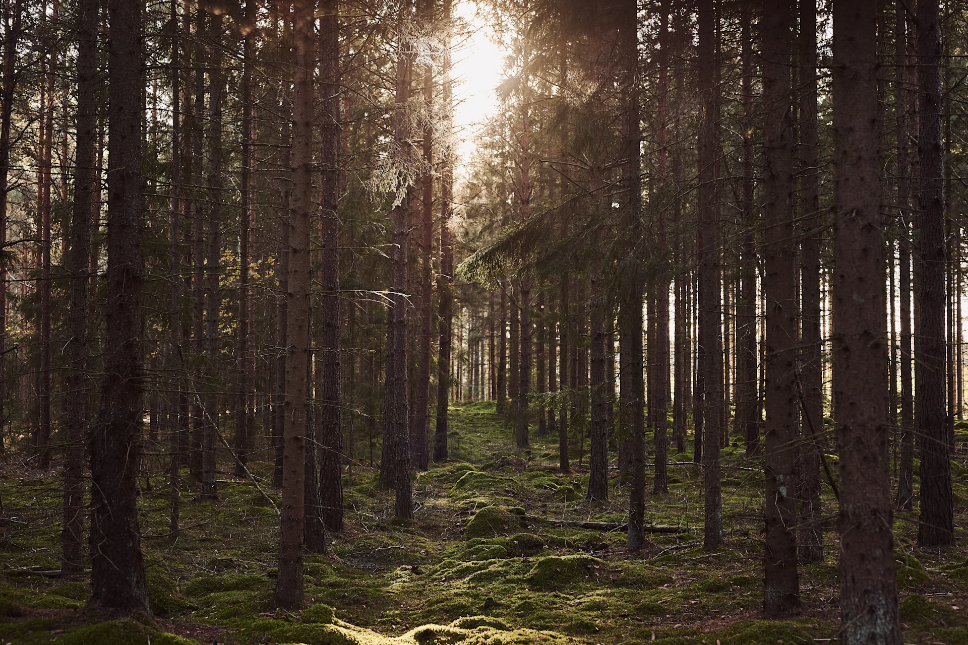 Dans notre liste de choses à faire en automne, nous vous donnons de nombreux conseils sur ce que vous pouvez faire cet automne en Scandinavie - par exemple une promenade automnale dans la forêt.