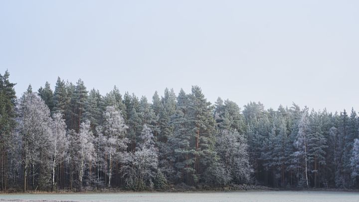 Noël en Suède : Voici des sapins recouverts de neige qu'Emily, dans notre histoire de Noël suédoise, voit lorsqu'elle regarde par la fenêtre le matin.