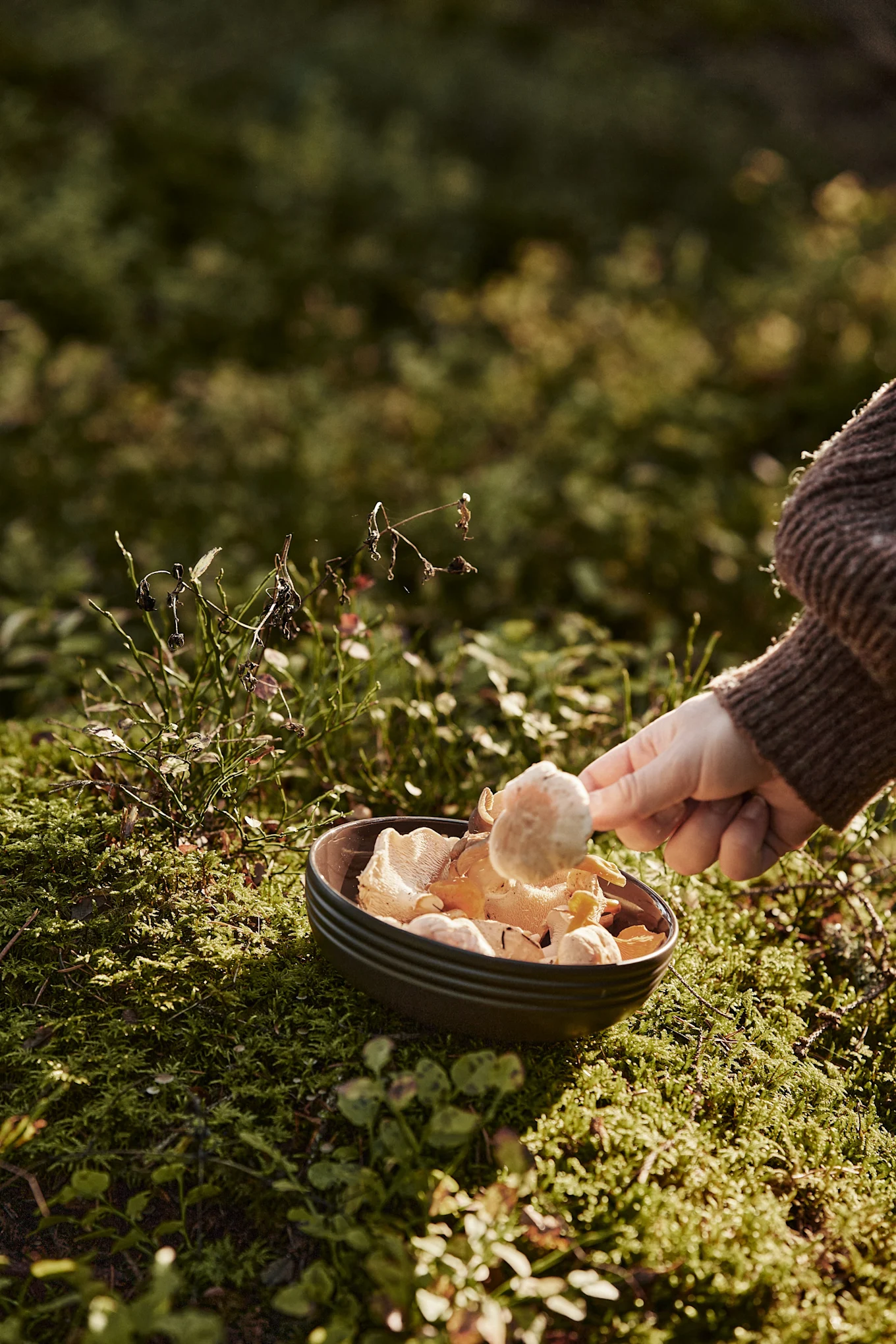 Dans notre liste de choses à faire en automne, nous vous donnons de nombreux conseils sur ce que vous pouvez faire en Scandinavie cet automne - par exemple, allez cueillir des champignons, surtout en septembre et octobre, cela en vaut la peine !