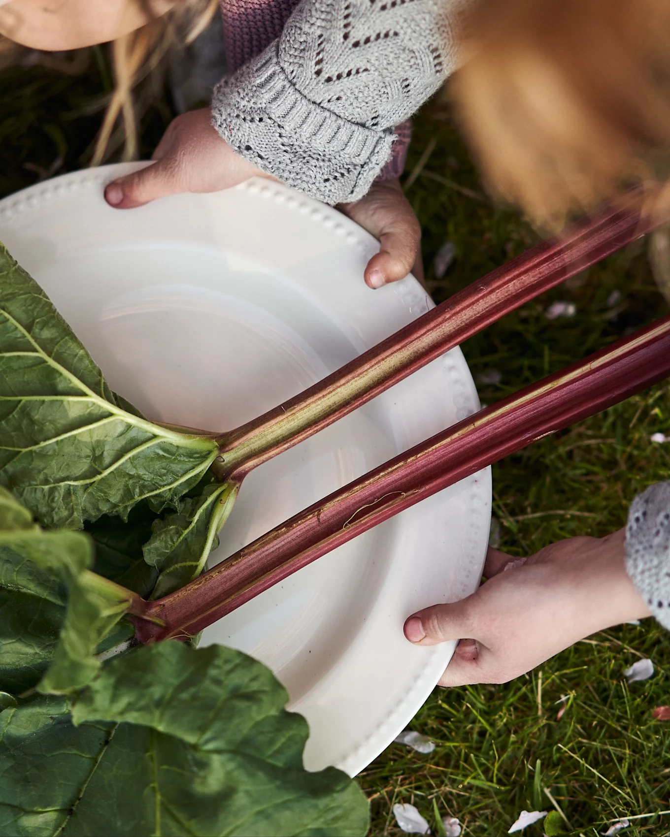 Deux mains d'enfants tiennent une assiette blanche avec des tiges et des feuilles de rhubarbe fraîches sur de l'herbe verte.
